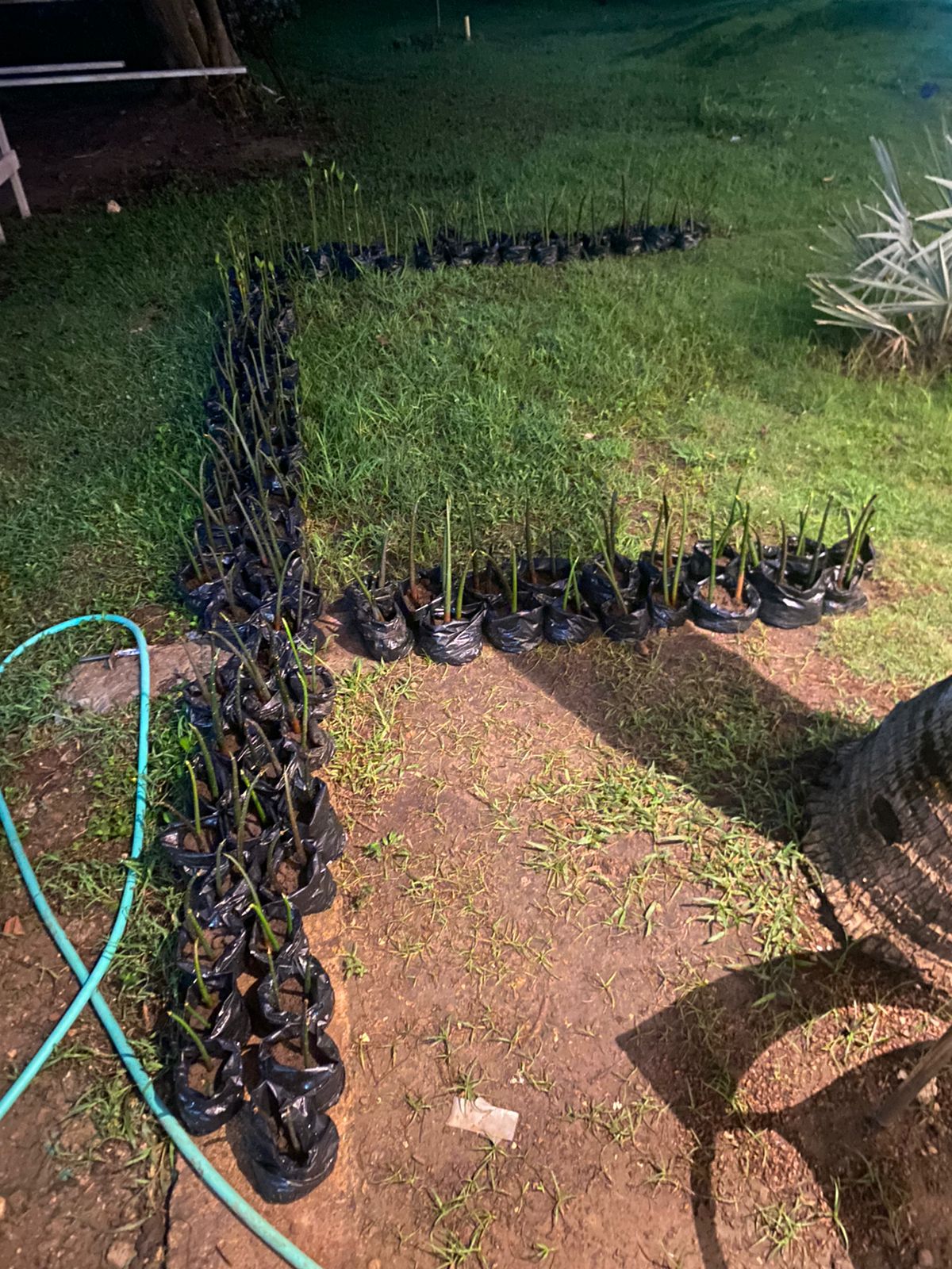 La construcción del vivero de mangle rojo lo han realizado los jóvenes con el acompañamiento de sus docentes del área ambiental y ciencias del colegio donde estudian: David Figueroa, Teodolito Castaño, Lina Erazo y Luz Angélica Malagón. Imagen cortesía de Jacobo Howards.