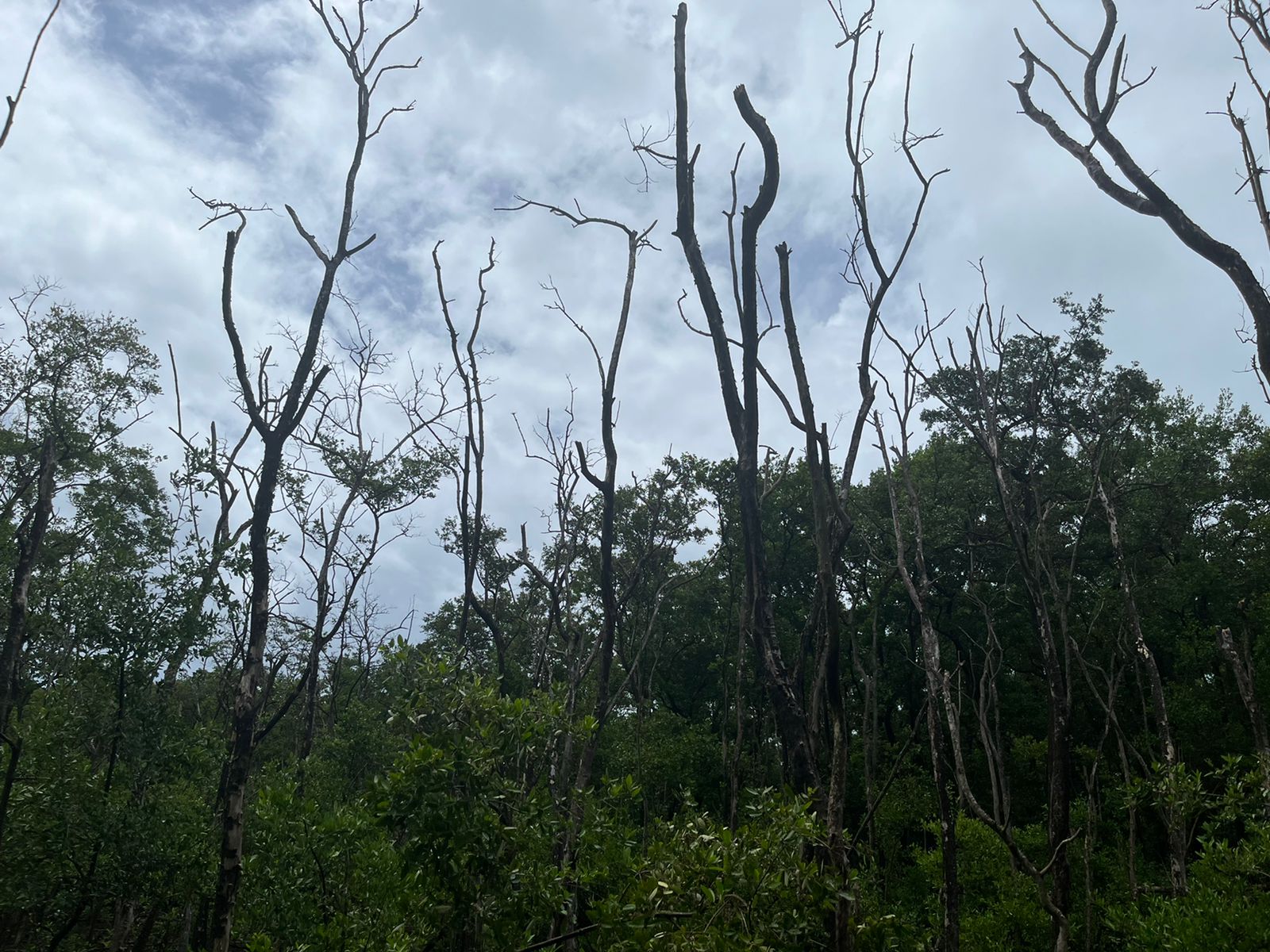 Luego del paso del huracán Iota, el manglar del Parque Nacional Old Point se ha ido recuperando poco a poco.
