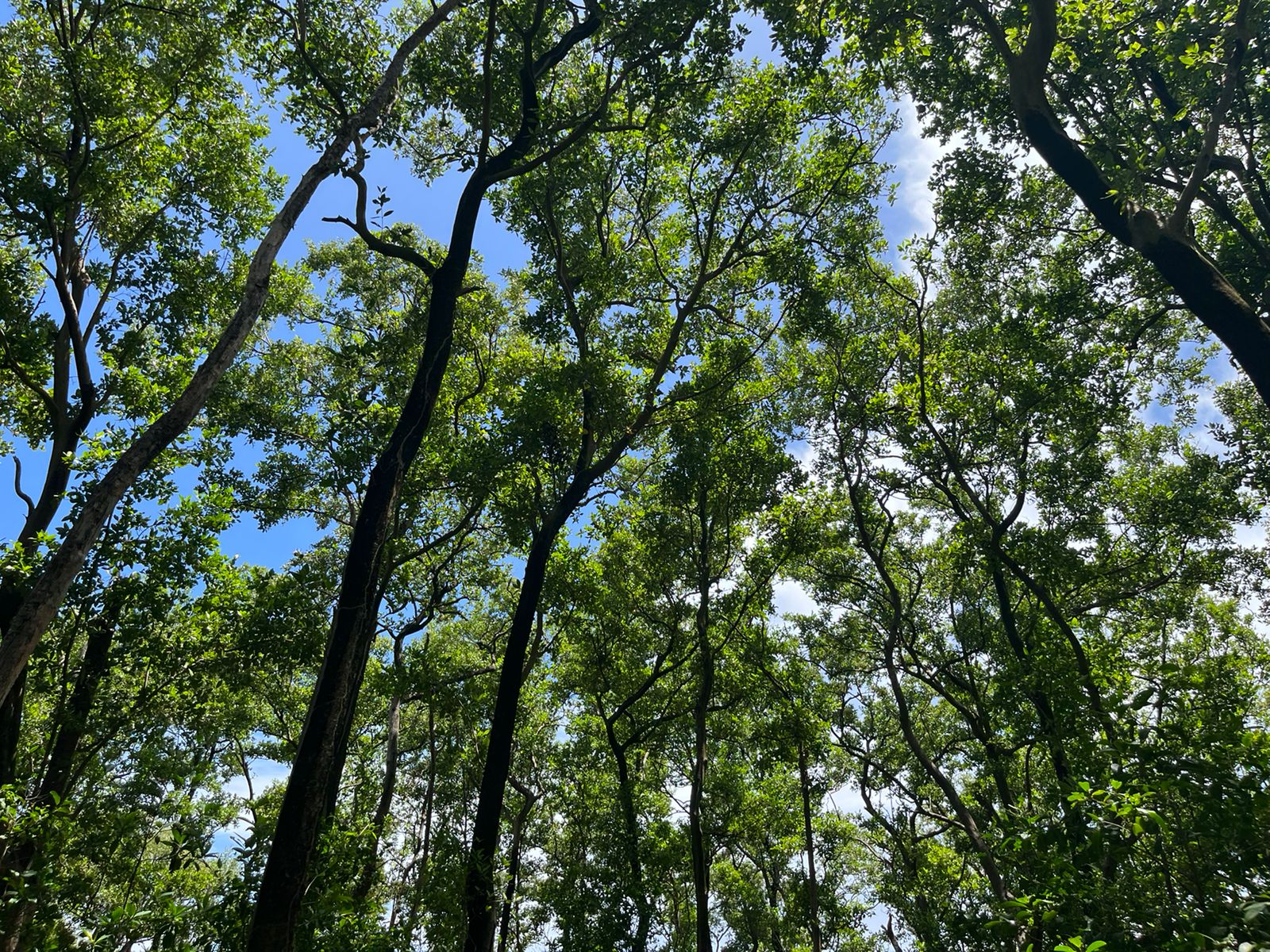 Mangle blanco (Laguncularia racemosa) en el Parque Nacional Old Point.