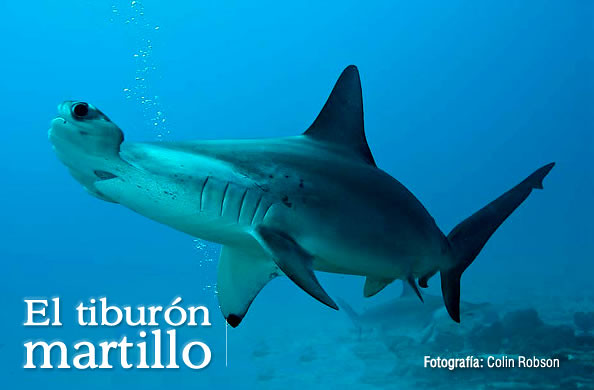 El tiburón Martillo, una especie en riesgo de extinción en Colombia