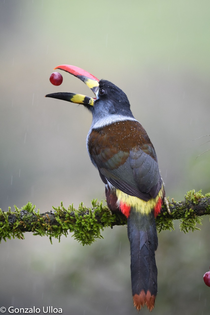 Andigena hypoglauca foto Gonzalo Ulloa