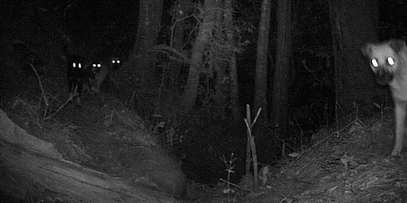 Perros ferales en latinoamerica / Foto: Archivo Conanp