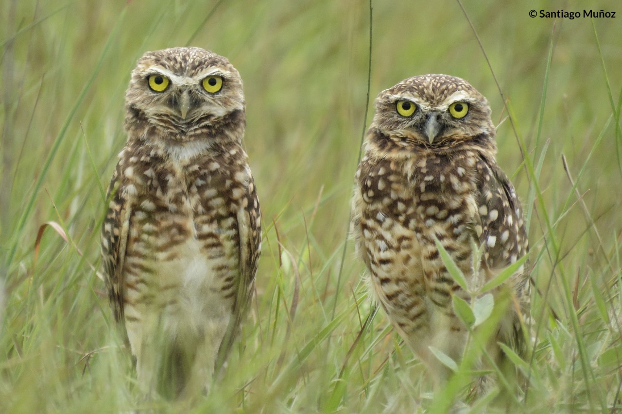 Athene cunicularia foto Santiago Muñoz