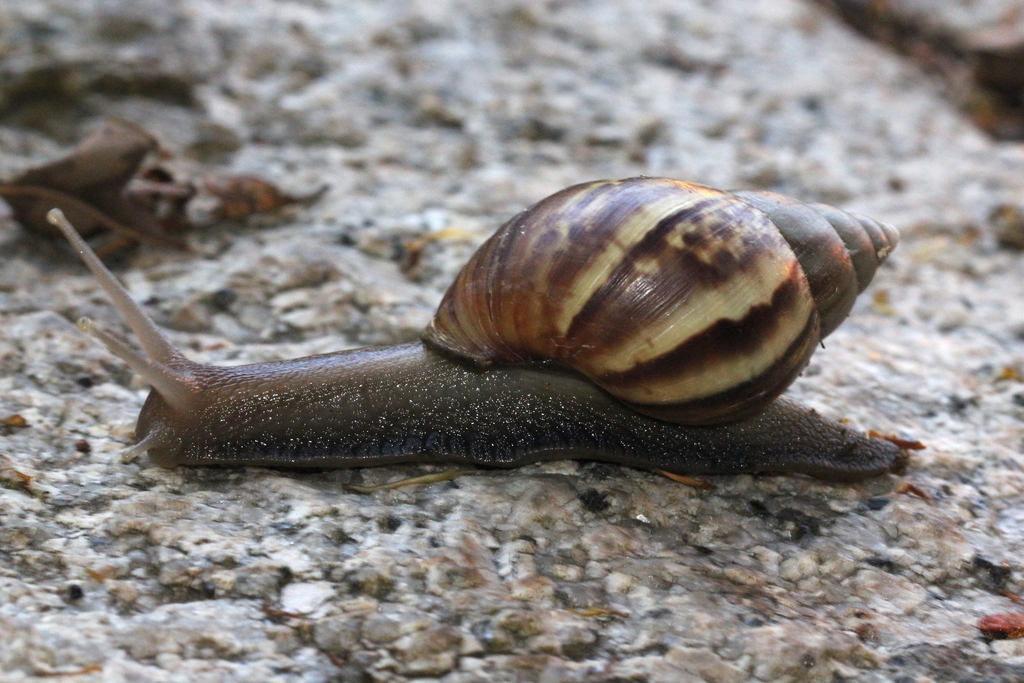 Caracol Africano_foto tomada de inaturalist org