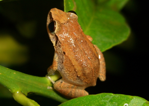 Coquí Antillano_foto tomada de inaturalist org (c) Mark Stevens – algunos derechos reservados.