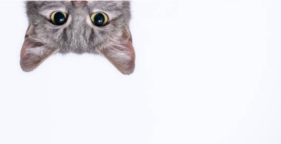 dia internacional del gato