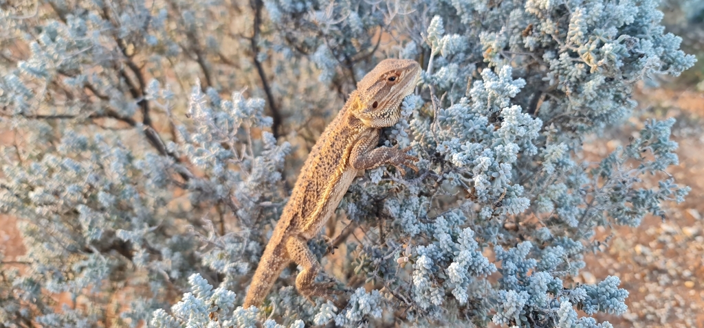 Dragón Barbudo_foto tomada de inaturalist org