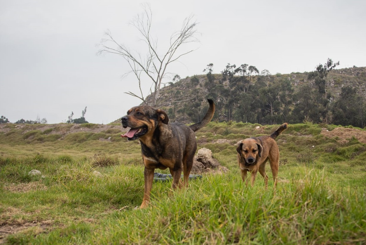 Foto: Instituto Distrital de Protección y Bienestar Animal