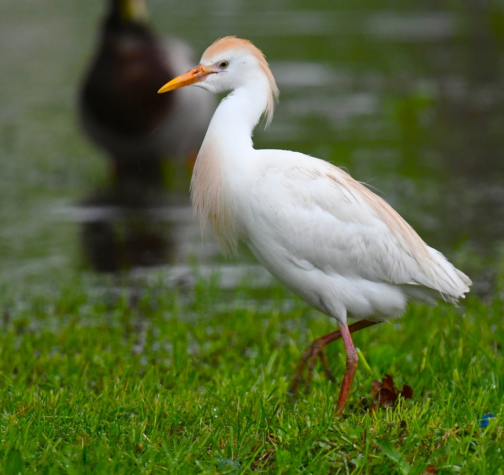 Garza bueyera o ganadera_foto tomada de inaturalist org