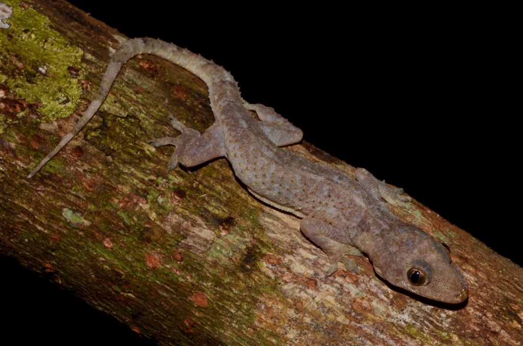 Gecko de florida_foto tomada de inaturalist org
