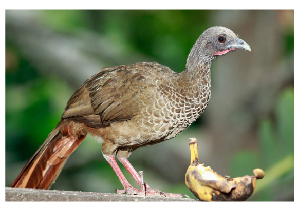 Fotografia tomada por Nelson Ricardo Ramirez Garcia