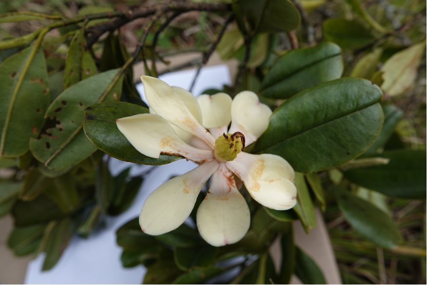 Magnolio descubierto en el Oriente de Antioquia