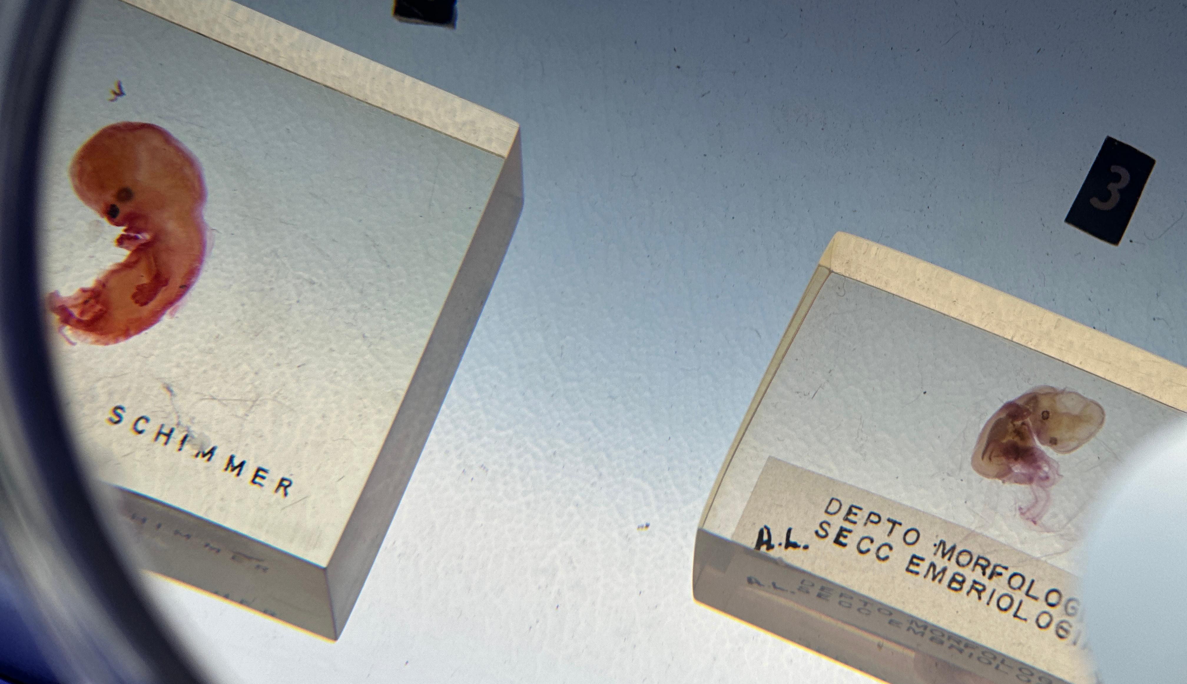 Museo del ser humano