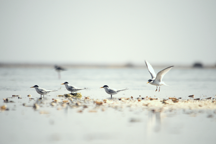 Pájaros
