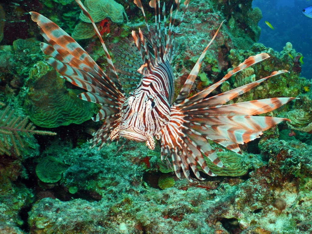 Pez León_foto tomada de inaturalist org