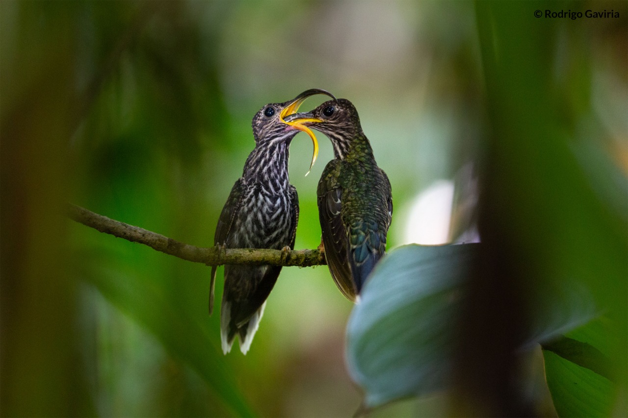 Picohoz Coliverde o Colibri pico de hoz foto Rodrigo Gaviria