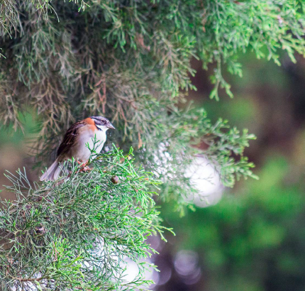Fotografia tomada por Nelson Ricardo Ramirez Garcia