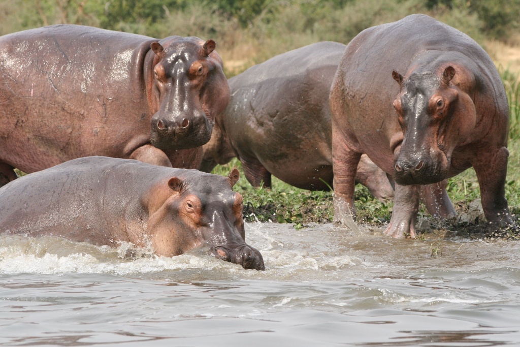 Manada de hipopótamo_foto tomada de inaturalist org