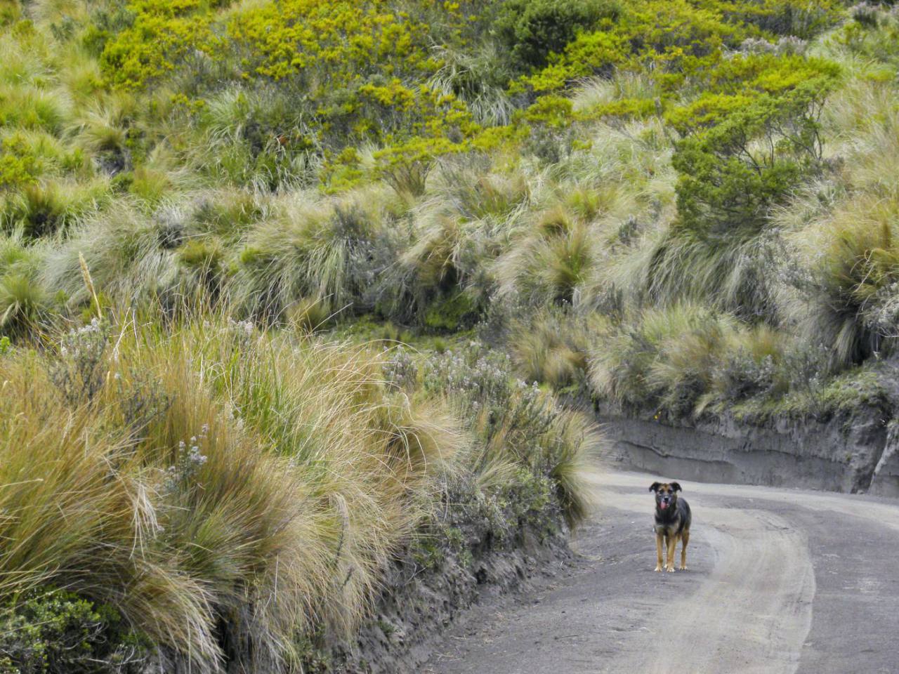 Foto cortesía: Achiras