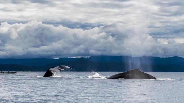 Ballena Jorobada Bahía Solano. Foto cortesía Avistamiento de Ballenas Colombia