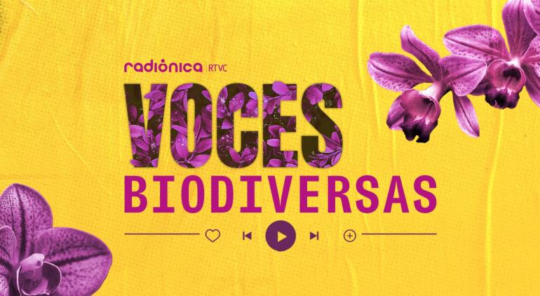 Plagas y semillas, ¿qué está pasando en Tumaco? 