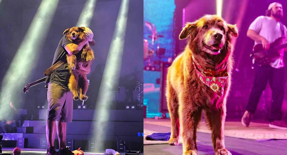 La historia de Cocoa, la perrita que se volvió estrella del reggae