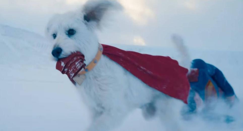 Aumentan las búsquedas de adopción de perros luego del estreno de ‘Superman’