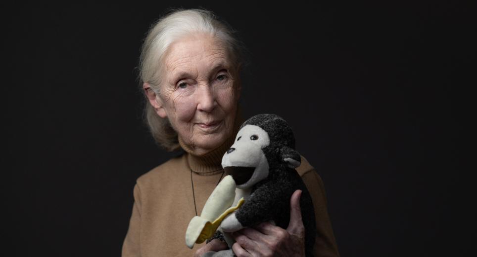 Jane Goodall, pionera en estudiar chimpancés, falleció a los 91 años 