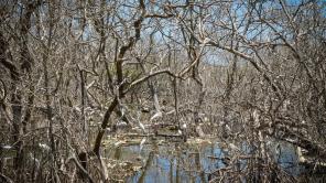 Muerte de manglares en Puerto Colombia. Cortesía de Alex Riquett