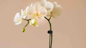 Imagen de Earl Wilcox. Unsplash.