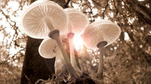 Foto de Pixabay: https://www.pexels.com/es-es/foto/primer-plano-de-cuatro-hongos-blancos-361186/