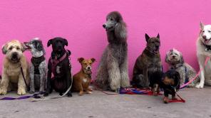 Nueva York prohibió la venta de perros, gatos y conejos de criaderos. Imagen: Hannah Lim. Unsplash.