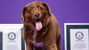 Foto tomada de Instagram: @leterrierstudio