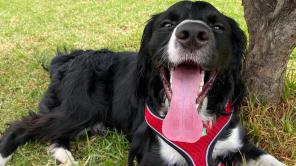 Día del Perro sin Raza