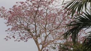 Roble morado, uno de los árboles sembrados en el marco de este plan | Radiónica