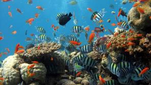 COP 16: metas de Colombia para salvar la biodiversidad | Foto de Minambiente