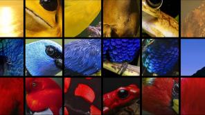 Himno de Colombia con sonidos de aves | Foto: fragmento del video original