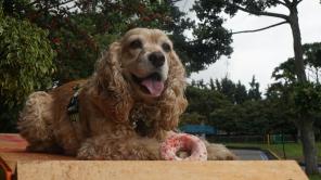 Mascotas al Parque 2025: boletas y fechas | Foto cortesía Corparques