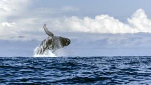 LaVerde Biodiversa - Colombia Megadiversa por Edwin Laverde