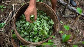 Hoja de Coca. Foto tomada de El Mundo.