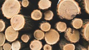 Troncos de árboles cortados. Foto de Unsplash.