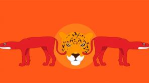 Armadillo: Valledupar mezclado