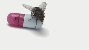 "Monarchy Of Roses" el nuevo video de RHCP