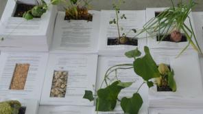 Obra: Maria Buenaventura