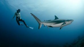 Todas las imágenes tomadas de www.sofiagomezuribe.com