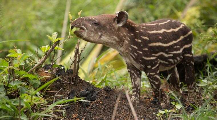 Imagen de Cesar David Martínez. Cortesía de WWF.