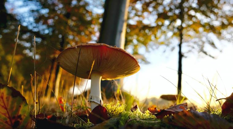 Foto de Matthias Zomer (www.pexels.com)