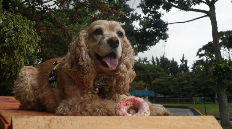Mascotas al Parque 2025: boletas y fechas | Foto cortesía Corparques
