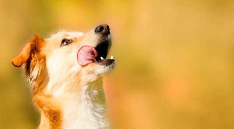 Pixie Science, la nueva apuesta por la investigación veterinaria en Colombia