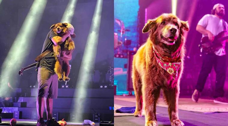 Quién es Cocoa, la perrita famosa que gira por el mundo